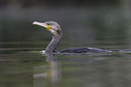 cormorant