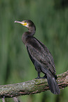 cormorant