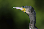 cormorant
