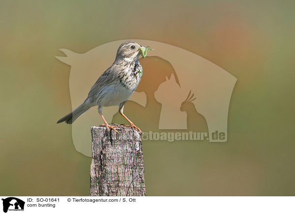 Grauammer / corn bunting / SO-01641