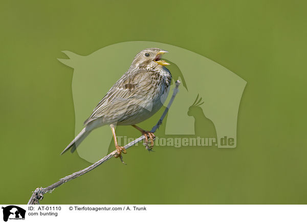 corn bunting / AT-01110