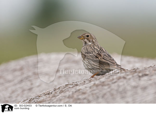corn bunting / SO-02403