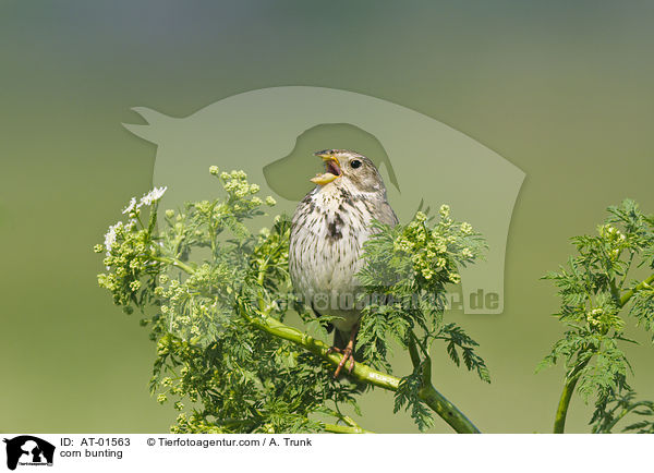 Grauammer / corn bunting / AT-01563