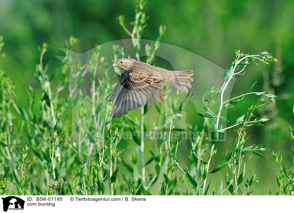 corn bunting / BSK-01195