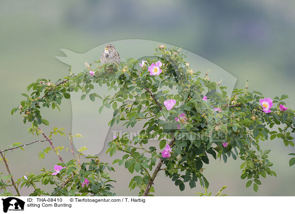 sitzender Grauammer / sitting Corn Bunting / THA-08410
