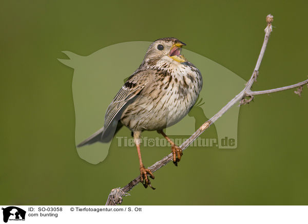 corn bunting / SO-03058