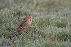Corn Bunting in a meadow