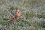 Corn Bunting in a meadow