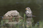 Corn Bunting in water