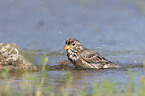 Corn Bunting in water
