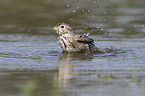 Corn Bunting in water