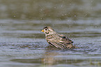 Corn Bunting in water