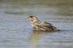 Corn Bunting in water