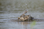 Corn Bunting in water