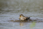 Corn Bunting in water