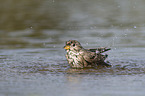 Corn Bunting in water