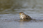 Corn Bunting in water