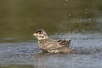 Corn Bunting in water