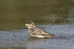 Corn Bunting in water