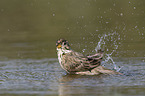 Corn Bunting in water