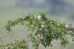 sitting Corn Bunting