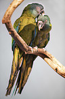 Coulon's macaws