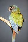 Coulon's macaw
