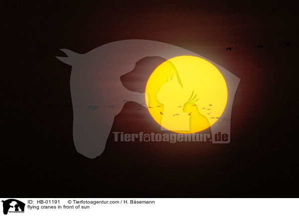 fliegende Kraniche vor Sonne / flying cranes in front of sun / HB-01191