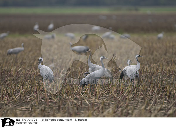 Kraniche / common cranes / THA-01725