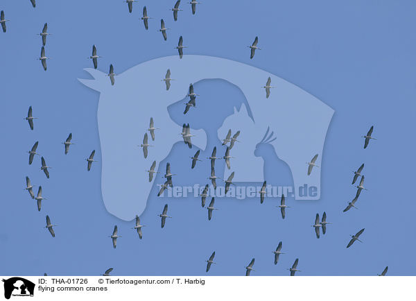 fliegende Kraniche / flying common cranes / THA-01726