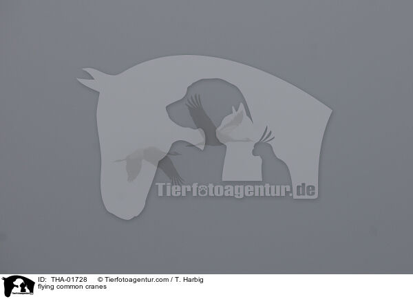 flying common cranes / THA-01728