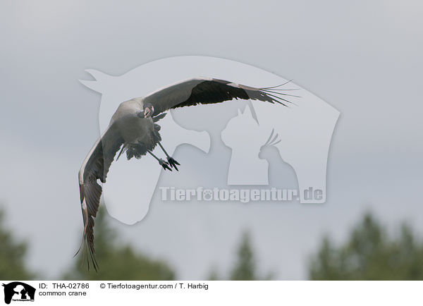 Kranich / common crane / THA-02786