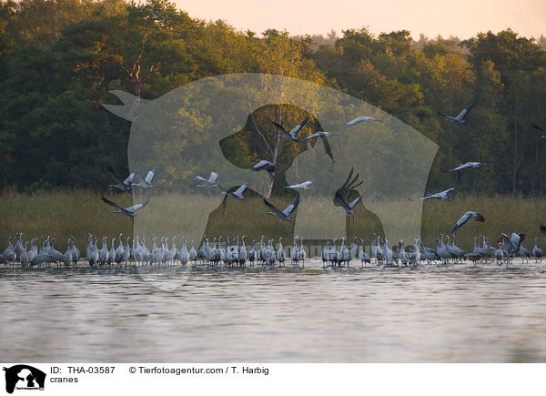 Kraniche / cranes / THA-03587