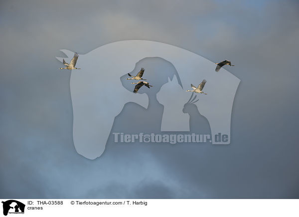 Kraniche / cranes / THA-03588