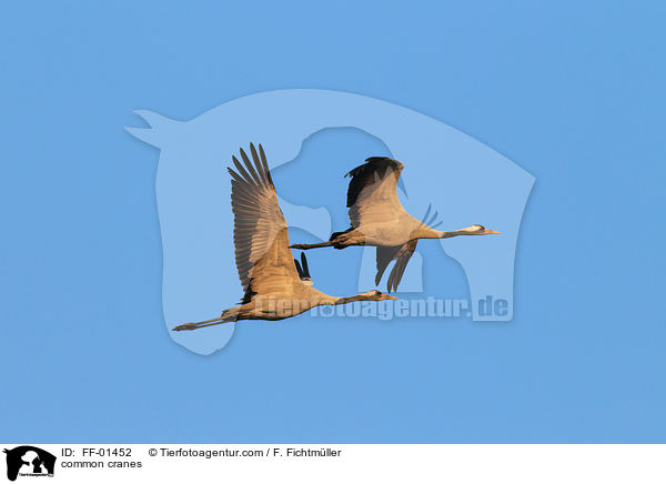 Kraniche / common cranes / FF-01452