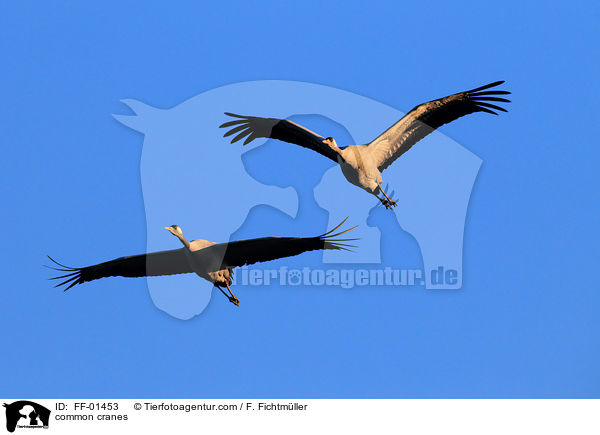 Kraniche / common cranes / FF-01453