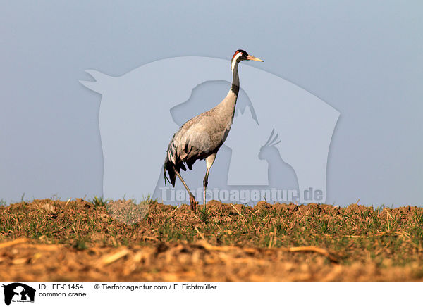 Kranich / common crane / FF-01454