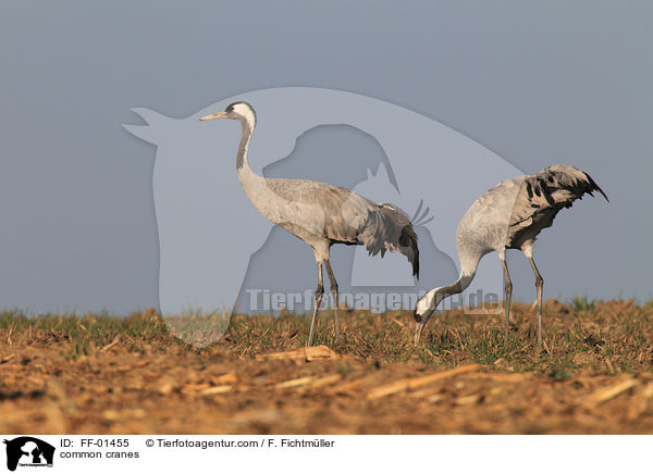 Kraniche / common cranes / FF-01455
