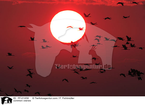 Kraniche / common cranes / FF-01458
