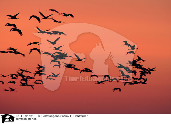 Kraniche / common cranes / FF-01461