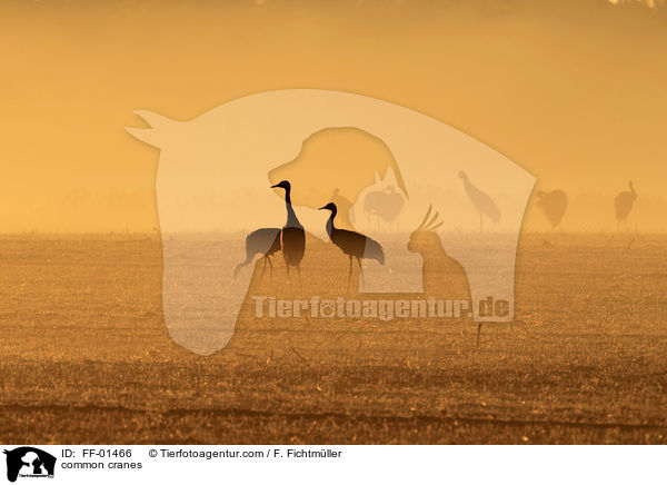 Kraniche / common cranes / FF-01466