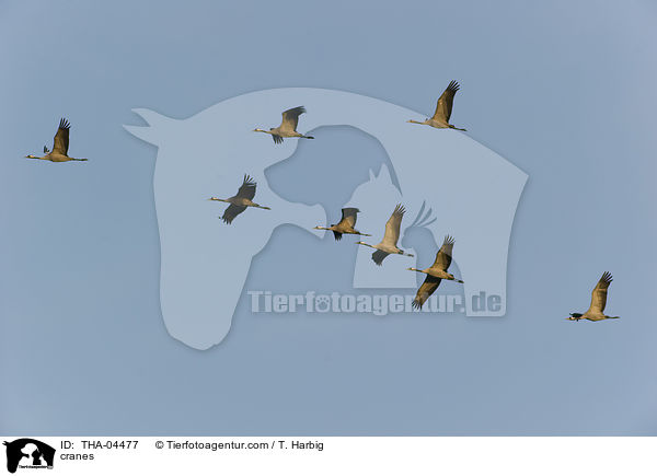 Kraniche / cranes / THA-04477