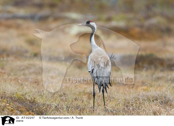 Kranich / crane / AT-02247