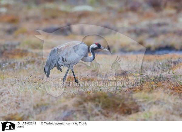 Kranich / crane / AT-02248