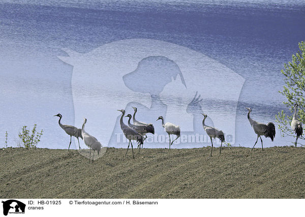 Kraniche / cranes / HB-01925