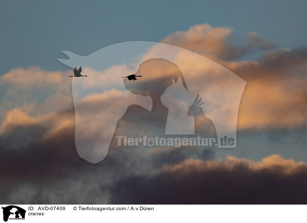 cranes / AVD-07409