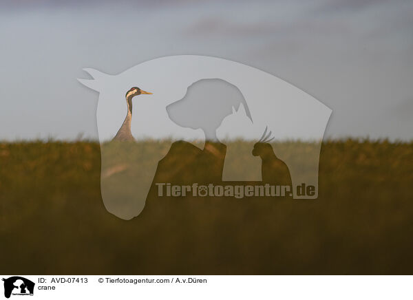 crane / AVD-07413