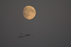 flying common cranes