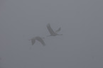 flying common cranes