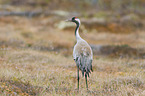 crane
